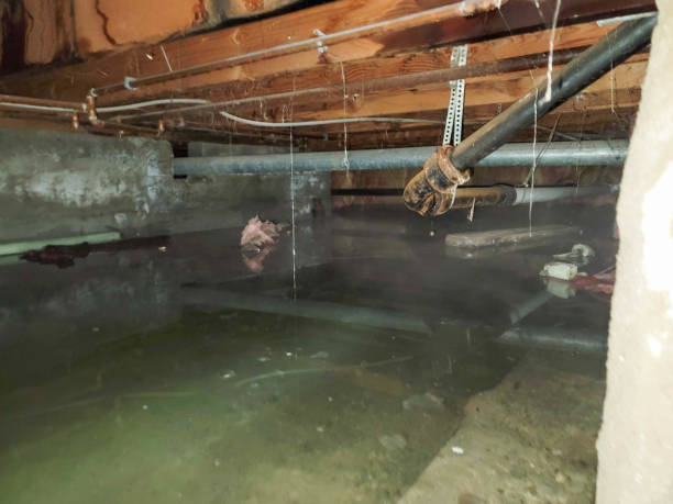 Best Professional water damage repair  in Las Quintas Fronterizas, TX