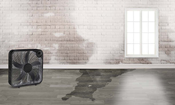 Best Water damage restoration near me  in Las Quintas Fronterizas, TX